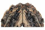 Tall, Arizona Petrified Wood Bookends - Tiger Wood #195308-1